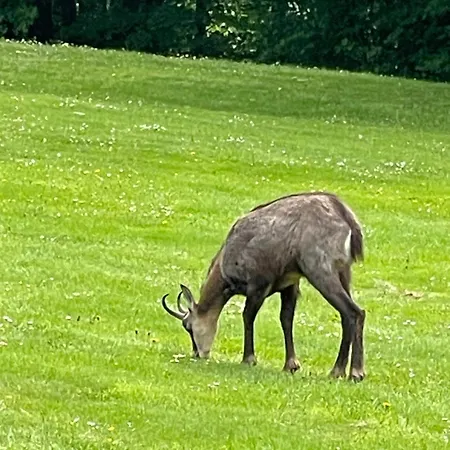 Bed and Breakfast Dans Les Arbres / Swin-golf De 4*