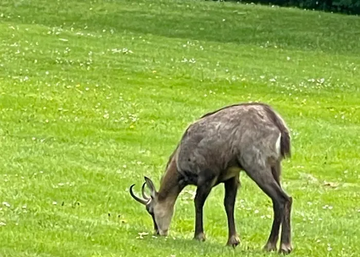 B&B Dans Les Arbres / Swin-golf De 4*